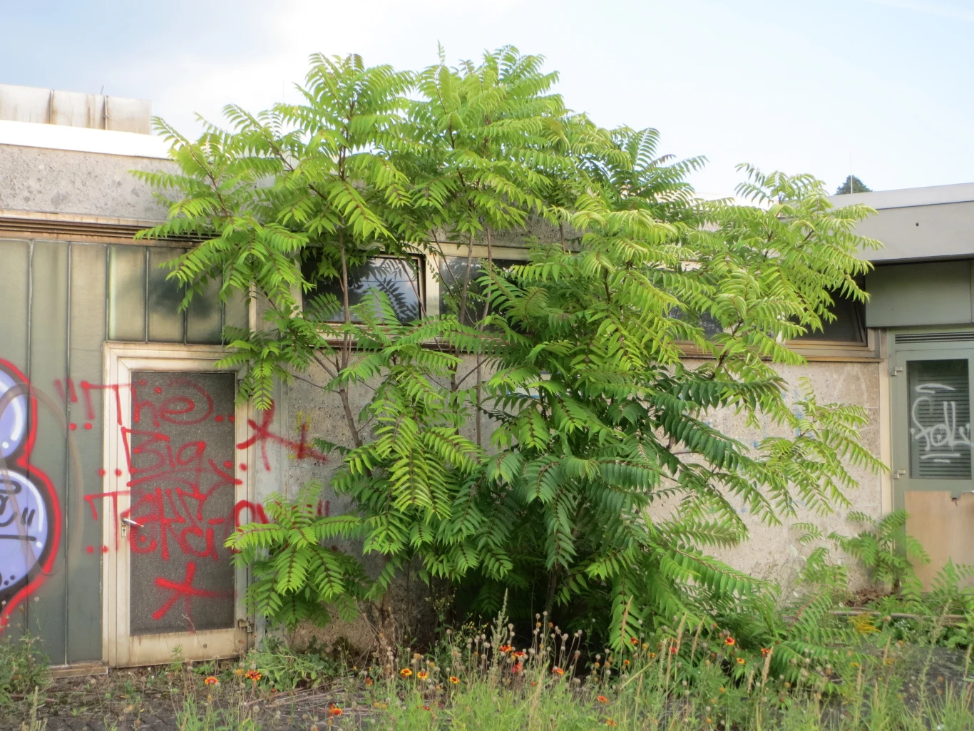 Duże zielone drzewo rozrastające się przed zapuszczonym budynkiem, ściana oraz drzwi pokryte czerwonym graffiti, wokół budynku rośnie dzika roślinność.
