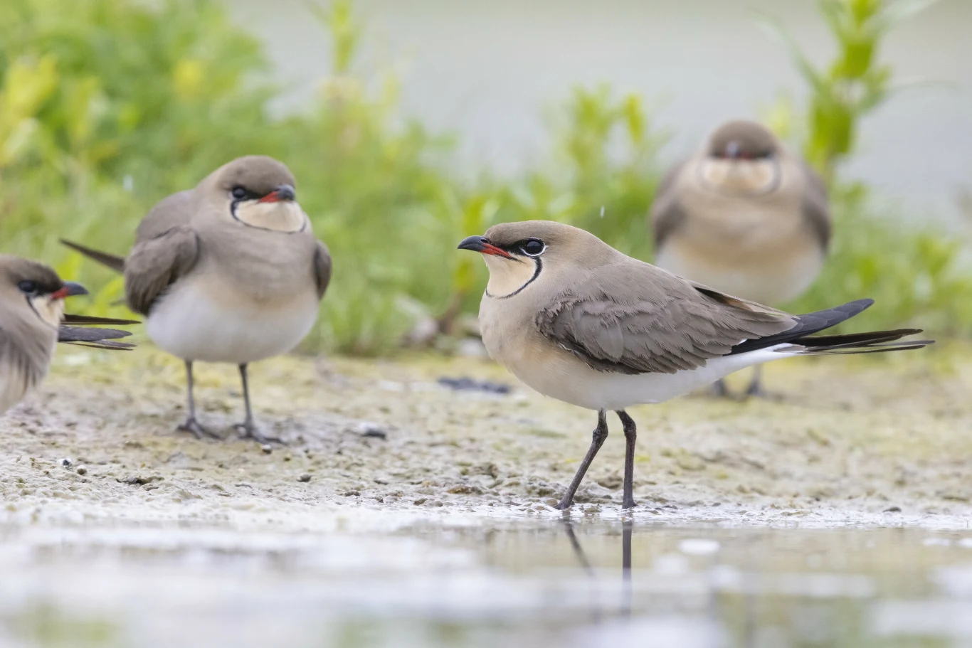 Żwirowiec łąkowy wygląda jakby nosił pod dziobem śliniak oddzielony czarną kreską Kilka ptaków z rodziny żwirowców z charakterystycznym ciemnym paskiem w okolicy dzioba i białym brzuchem stoi na wilgotnej ziemi przy wodzie, w tle rozmyta zieleń.