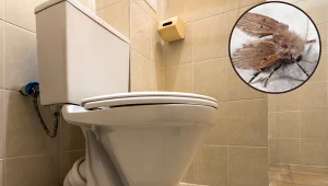 Te owady mieszkają w odpływie toalety. Wlej to do środka, by się ich pozbyć