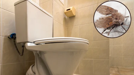 Jak pozbyć się muszek kanalizacyjnych?