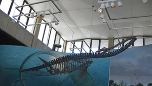 Traskasaura sandrae miał 12 metrów długości