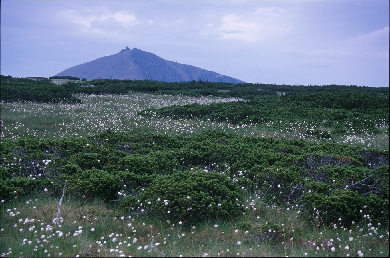 Wełnianka to efektowna bylina mokradeł, rozpoznawalna dzięki białym, puszystym włoskom okwiatu przypominającym watę Wełnianka to efektowna bylina mokradeł, rozpoznawalna dzięki białym, puszystym włoskom okwiatu przypominającym watę