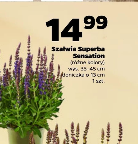 Szałwia Sensation