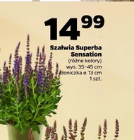 Szałwia Sensation