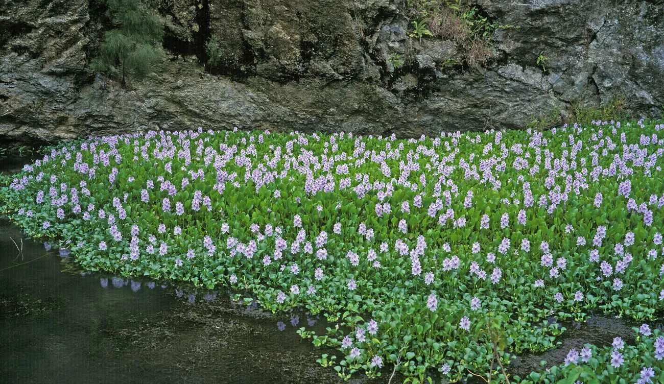 Hiacynt wodny może szczelnie zarosnąć jezioro