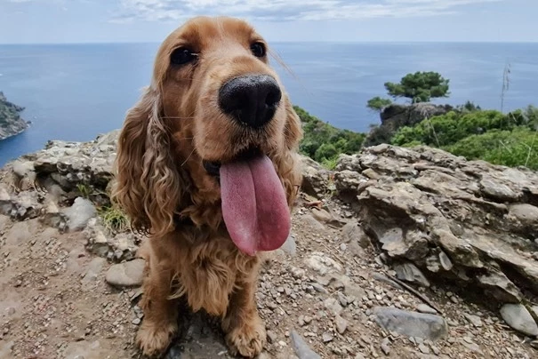 Pies rasy cocker spaniel Pies rasy cocker spaniel o złotobrązowej sierści z wyciągniętym językiem siedzi na kamienistym szlaku z widokiem na morze i zielone wzgórza w tle.