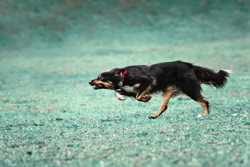 Czym są zoomies u psa? Czym są zoomies u psa?