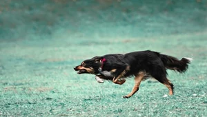 Szaleńcze zachowanie psa cię niepokoi? Możliwe, że to "zoomies"