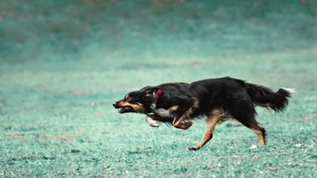 Czym są zoomies u psa?