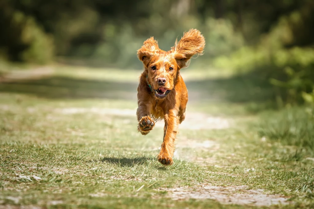 Czy szaleńczy bieg psa powinien niepokoić opiekuna? Rudy pies rasy cocker spaniel biegnie energicznie po zielonej ścieżce w plenerze, uszy dynamicznie unoszą się w powietrzu, a w tle widoczne są rozmyte drzewa i krzaki.