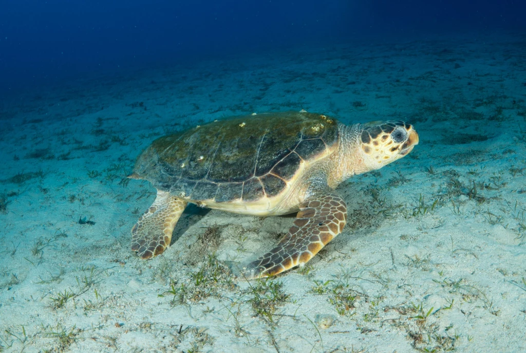 Karetta zasiedla ciepłe morza i oceany, a głównie strefy Oceanu Atlantyckiego, Pacyfiku i Oceanu Indyjskiego Karetta zasiedla ciepłe morza i oceany, a głównie strefy Oceanu Atlantyckiego, Pacyfiku i Oceanu Indyjskiego