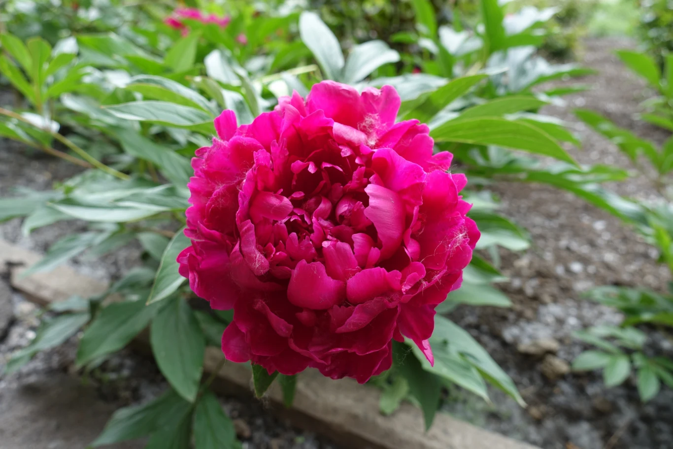 Różowa piwonia w pełnym rozkwicie otoczona zielonymi liśćmi, posadzona w ogrodowej rabacie, w tle ziemia i fragmenty innych roślin.