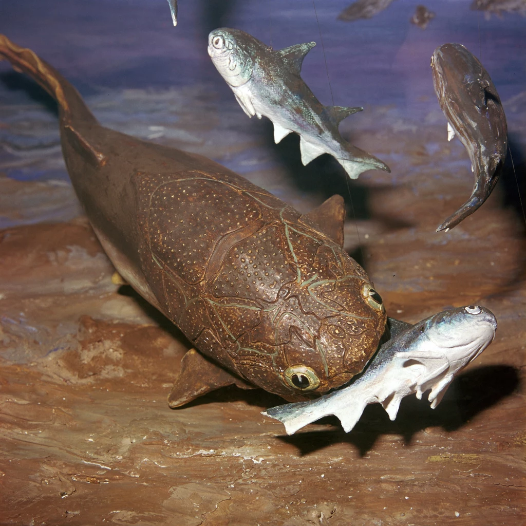 Plakodermy czyli ryby pancerne były szczytowymi drapieżnikami paleozoiku Duża, prehistoryczna ryba z charakterystyczną opancerzoną głową pożera mniejszą rybę, wokół unoszą się inne ryby w podwodnym środowisku