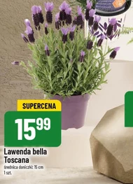 Лаванда Bella