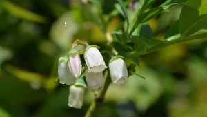 Borówka amerykańska nie chce kwitnąć? Ogrodnik radzi, co zrobić