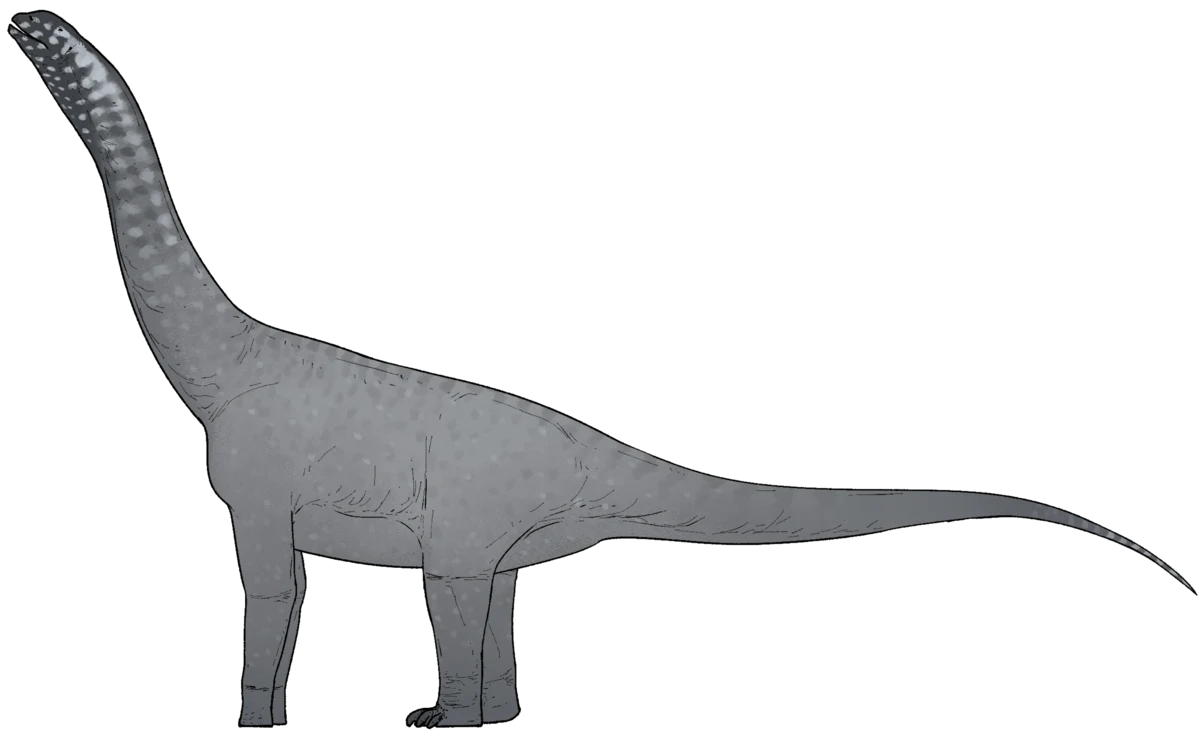 Sylwetka dinozaura o bardzo długiej szyi i ogonie oraz masywnym tułowiu, pokazana z profilu na jasnym tle.