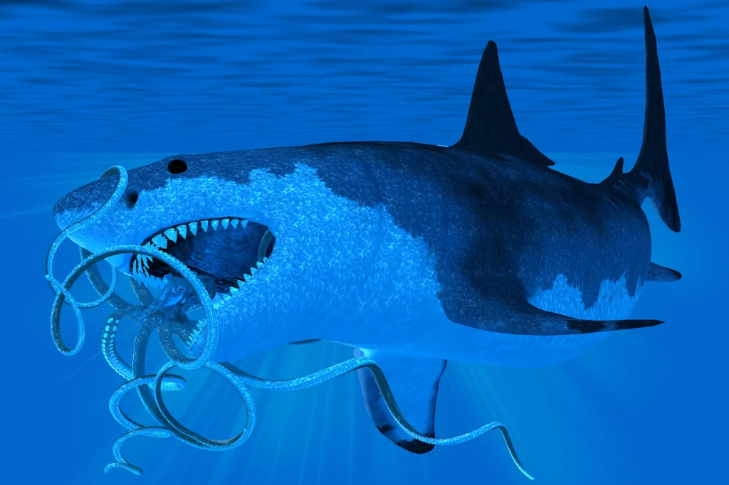 Megalodon walczy z dużym głowonogiem. Mógł jadać także mięczaki Duży, prehistoryczny rekin z szeroko otwartą paszczą pełną ostrych zębów pożerający wieloramiennego głowonoga w głębokiej, niebieskiej wodzie oceanu.
