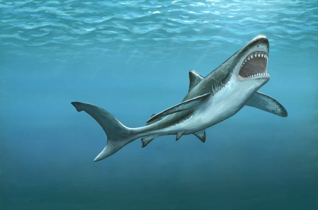 Jak wyglądał megalodon? Zapewne inaczej niż sobie wyobrażamy Rekin płynący w przejrzystej wodzie z szeroko otwartą paszczą, ukazujący ostre zęby oraz dynamiczną pozycję ciała.
