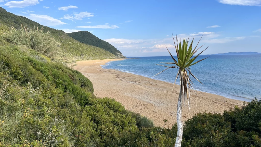 Na Korfu znajdziesz nie tylko żwirkowe zatoki, ale i szerokie piaszczyste plaże z bujną zielenią w tle Piaszczysta, szeroka plaża otoczona zielonymi wzgórzami, na pierwszym planie palma, w oddali widoczne błękitne morze i częściowo zachmurzone niebo.