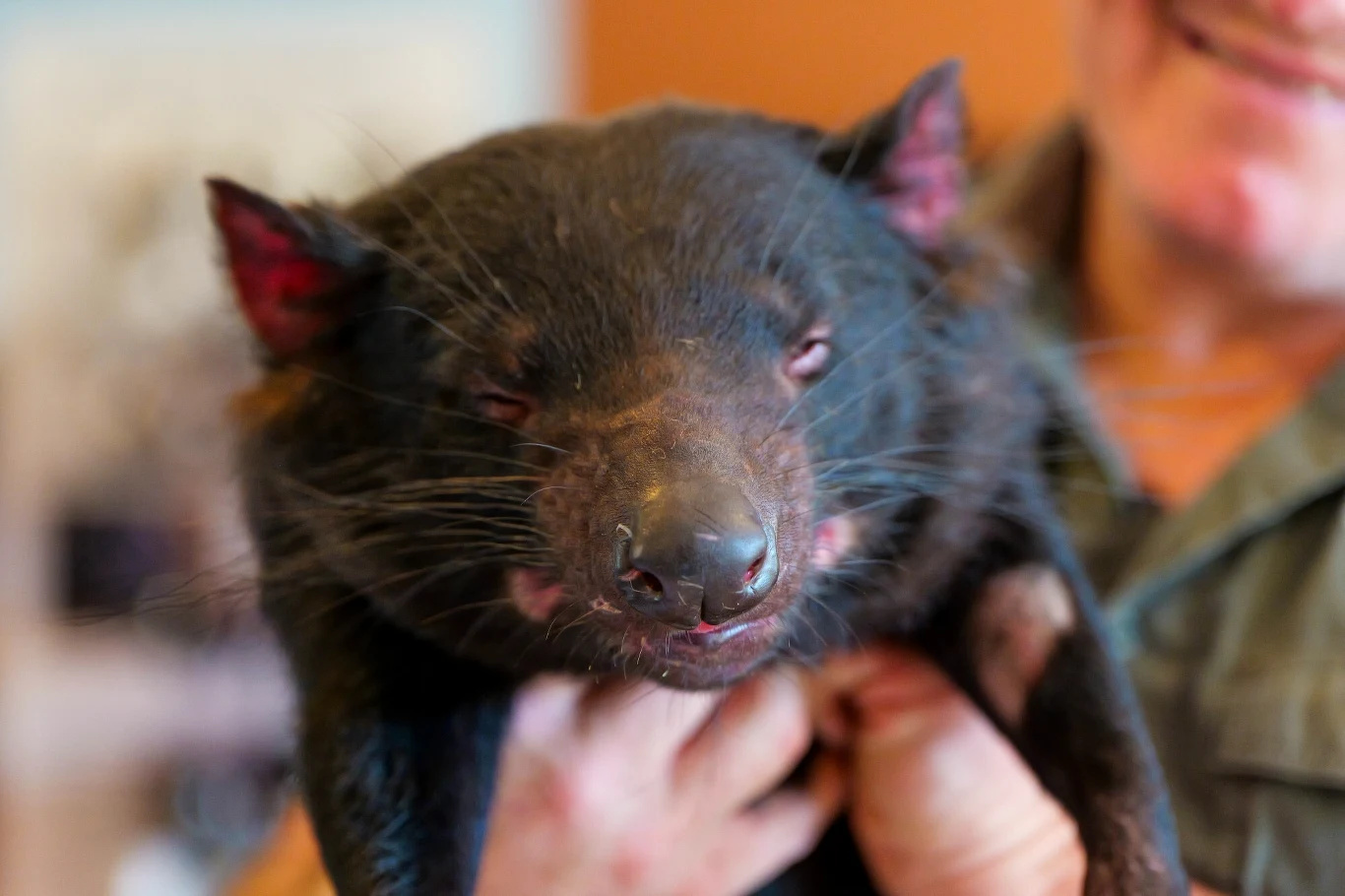 Czarny diabeł tasmański trzymany przez uśmiechniętą osobę, zwierzę ma błyszczącą sierść, szeroką mordkę i lekko przymrużone oczy.