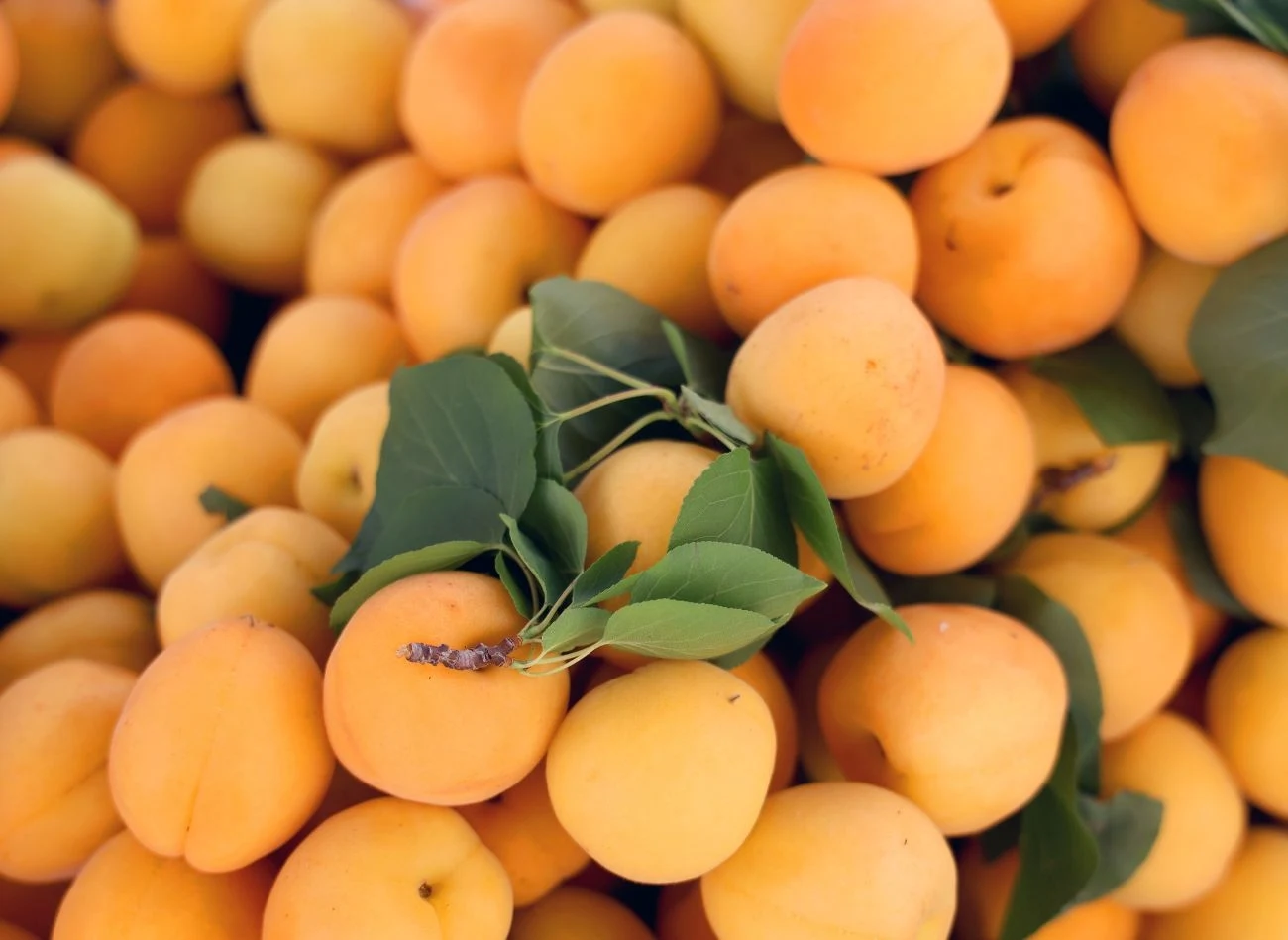 Morele są już w marketach, choć sezon na nie zaczyna się dopiero w lipcu Morele są już w marketach, choć sezon na nie zaczyna się dopiero w lipcu