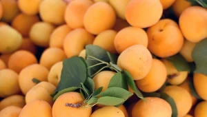 "Złote owoce" już są w Biedronce i Lidlu. Jedz nawet codziennie