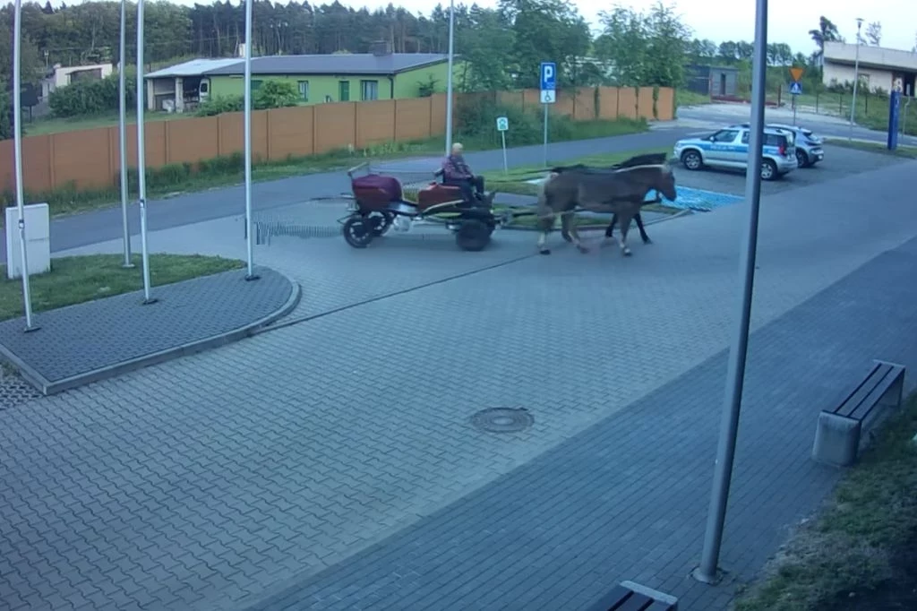 Konie zawiozły swojego pijanego woźnicę na komendę policji Konie zawiozły swojego pijanego woźnicę na komendę policji