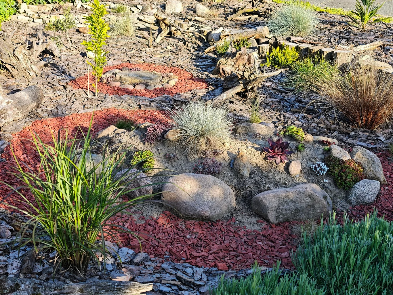 Obiektyw szerokokątny Xiaomi 15 Ultra bardzo dobrze oddaje naturalne kolory. Kompozycja ogrodu skalnego z różnorodnymi roślinami ozdobnymi, dużymi kamieniami i kolorową ściółką, otoczona suchą korą oraz trawami ozdobnymi.