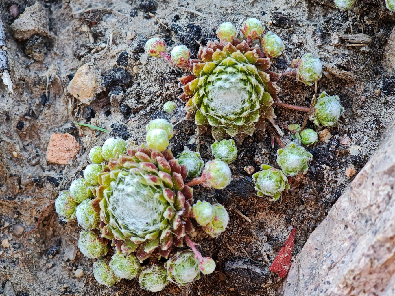 Aparat Xiaomi 15 Ultra dobrze radzi sobie podczas fotografowania małych obiektów z bliska. Dwie rozety sukulentów z gęstą pajęczyną na liściach porastające ziemię, otoczone drobnymi kamieniami i ziemistym podłożem.