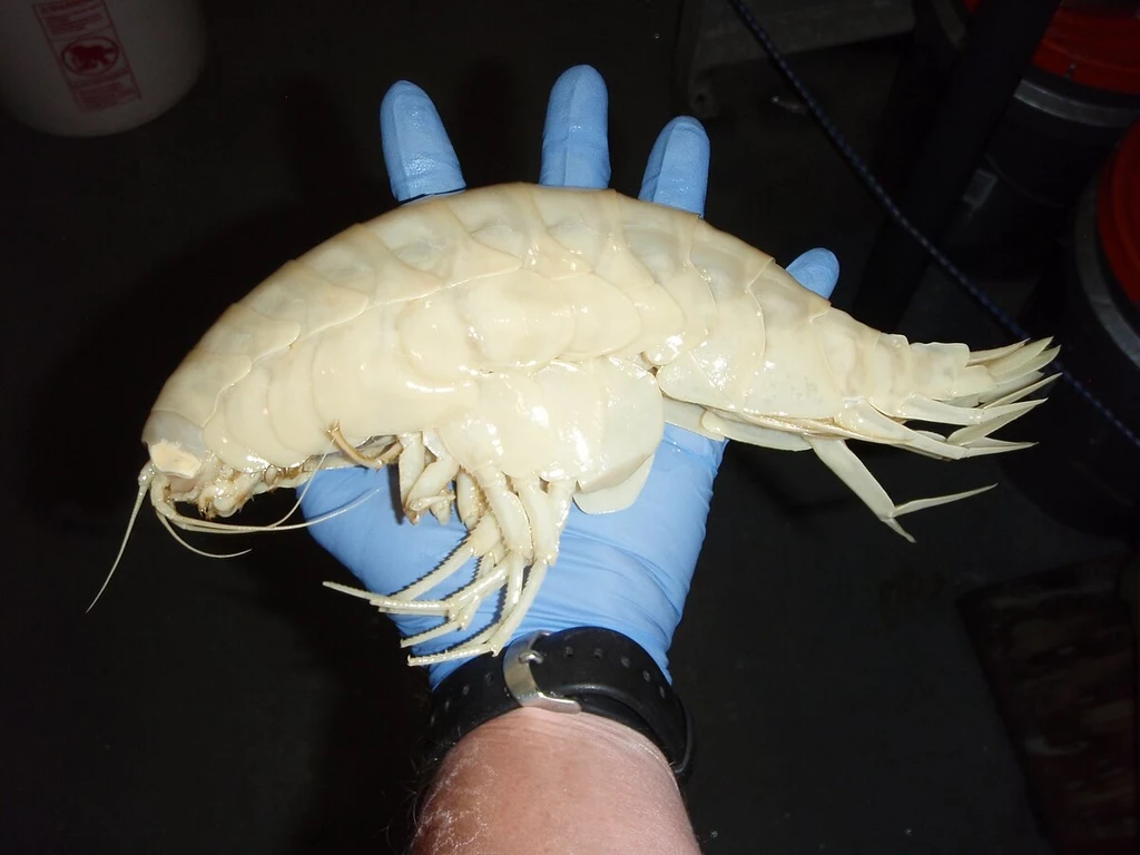 Skorupiak Alicella gigantea z dna morza osiąga wielkie rozmiary Skorupiak Alicella gigantea z dna morza osiąga wielkie rozmiary
