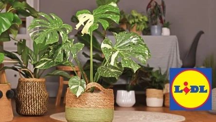 Monstera Thai Constellation – roślina, która podbiła Instagram i salony