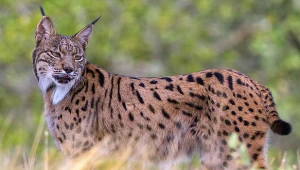 Był na skraju wyginięcia. Dziś zadziwia przyrodników rekordem