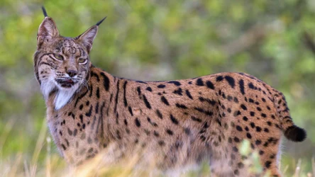 Ryś iberyjski zaskoczył badaczy 