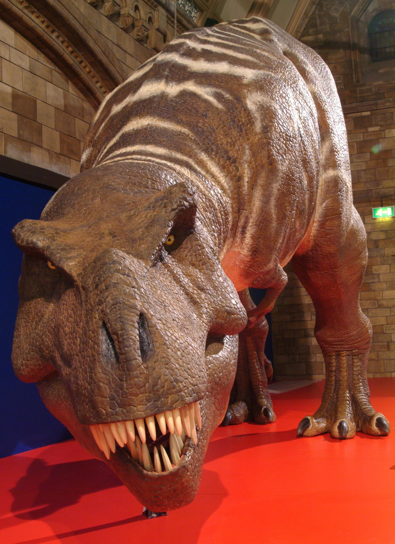 Tyranozaur niekoniecznie ryczał. Mógł gruchać jak ptak Realistyczna sylwetka tyranozaura o dużych szczękach i ostrych zębach, stojącego na czerwonej powierzchni w muzealnej sali z widocznymi detalami skóry i oznaczeniami na grzbiecie.