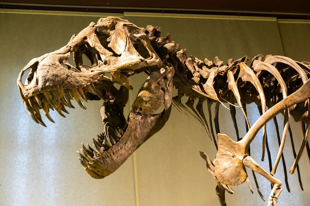 Samo przepuszczenie powietrza przez kości t-rexa to za mało, by uzyskać dźwięk Szkielet dinozaura o dużej czaszce i ostrych zębach ukazany pod kątem bocznym, widoczna szczegółowa struktura czaszki i szczęki, tło jednolite, muzealne.