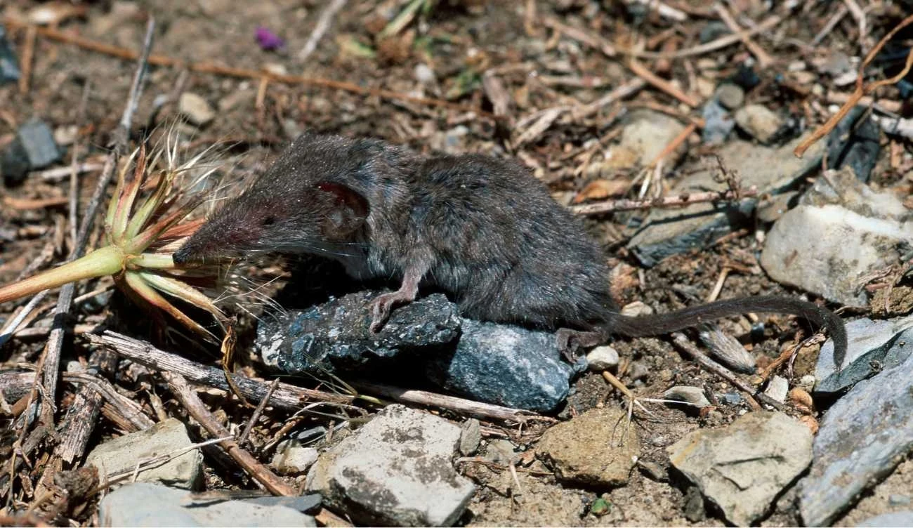 Ryjówek etruski we Włoszech 