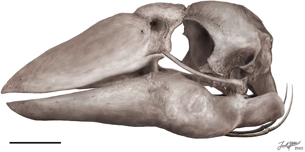 Czaszka ptaka z dużym, masywnym dziobem, widoczne detale anatomiczne, wyraźnie zarysowane oczodoły oraz kostne elementy struktur czaszkowych.