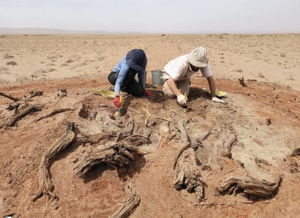 Na terenie budowli odnaleziono wiele elementów użytych do jej konstrukcji, a także artefakty metalurgiczne, ceramikę i ślady palenisk. Dwóch paleontologów pracujących nad odsłoniętymi skamieniałościami w suchym, pustynnym krajobrazie, używających narzędzi do ostrożnego odkopywania pozostałości dużego dinozaura.