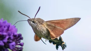 Wygląda jak koliber, ale nie jest ptakiem. Gdzie można go spotkać?