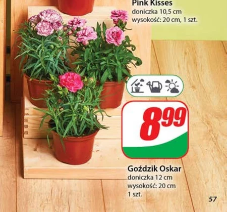 Goździk Oskar