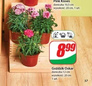 Goździk Oskar