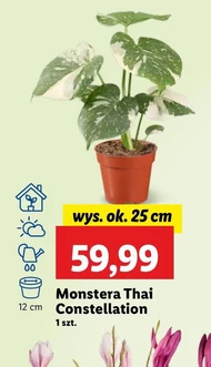 Monstera Ok.
