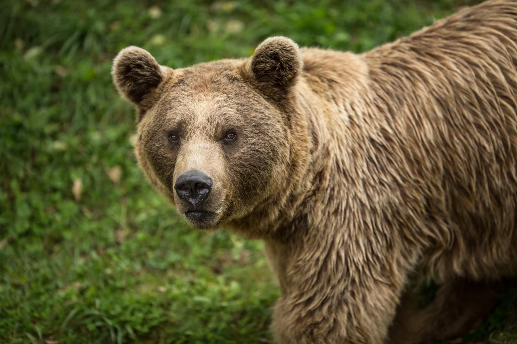 Młody niedźwiedź brunatny został postrzelony w okolicach Jaślisk na Podkarpaciu
