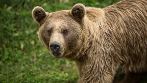 Zastrzelono niedźwiedzia na Podkarpaciu. Szanse na ujęcie sprawcy są małe