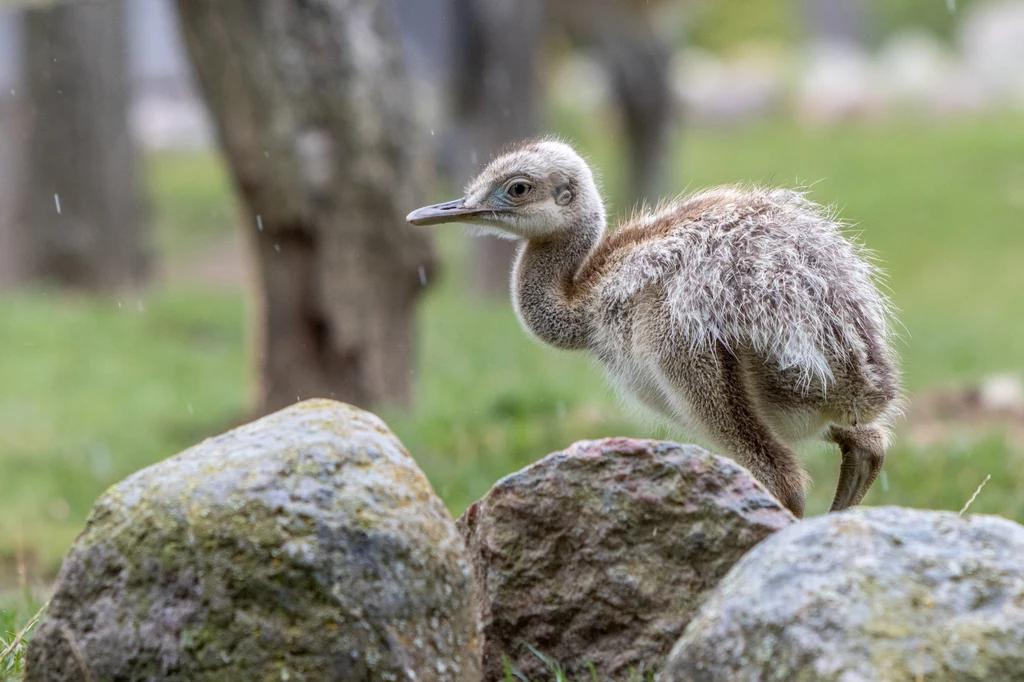 Pisklęta nandu są bardzo samodzielne Pisklęta nandu są bardzo samodzielne