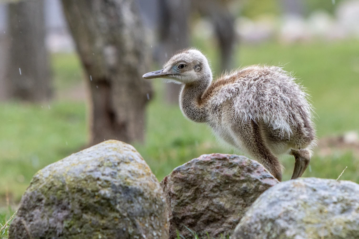 Pisklęta nandu są bardzo samodzielne Pisklę nielotnego ptaka chodzi po trawie wśród kamieni, tło rozmyte z drzewami i naturalnym otoczeniem.