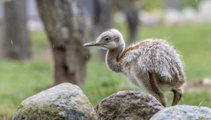 Pisklęta w pasy wykluły się w Polsce. Mieszkają obok wilków. Będą olbrzymie
