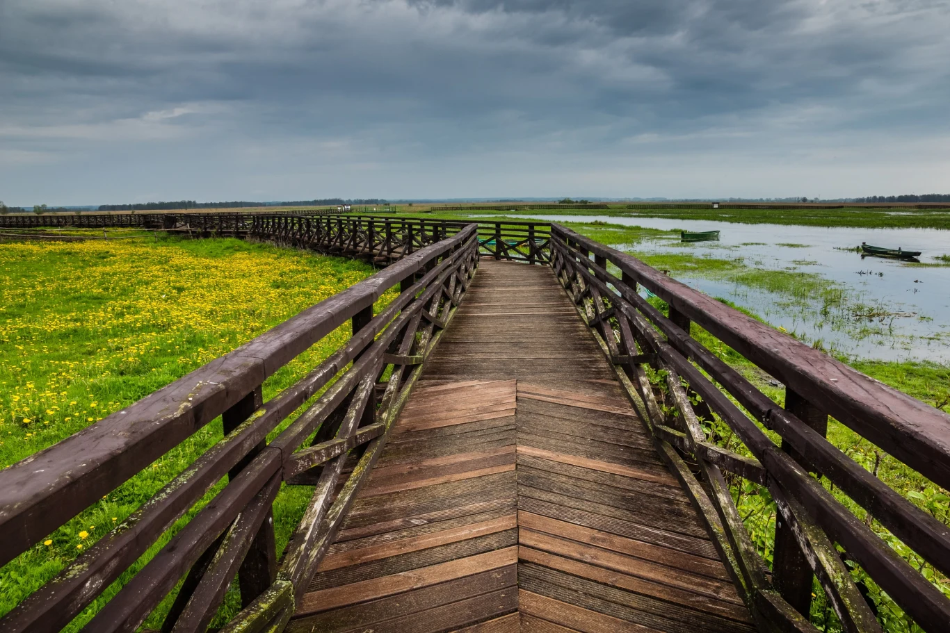 Narew to jedna z atrakcji Podlasia drewniana kładka prowadzi przez zielone łąki pokryte żółtymi kwiatami i biegnie nad podmokłym terenem, w tle rozległa równina, chmury na niebie sugerują zbliżającą się zmianę pogody