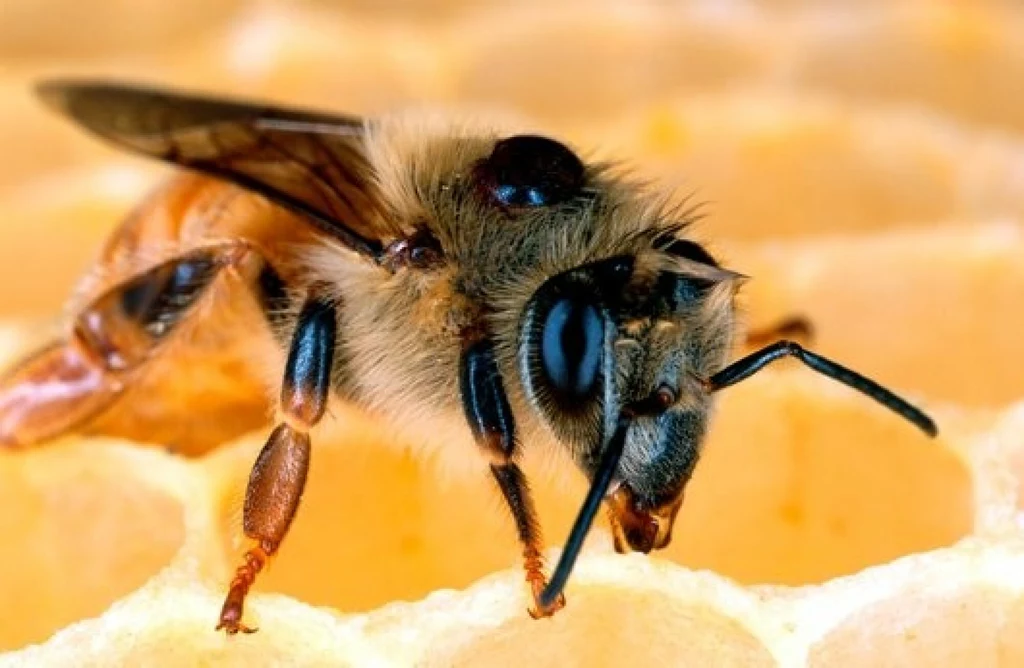 Badania wykazały obecność dwóch insektycydów neonikotynoidowych, klotianidyny i tiametoksamu, w martwych pszczołach oraz wokół uli znajdujących się w pobliżu pól uprawnych Badania wykazały obecność dwóch insektycydów neonikotynoidowych, klotianidyny i tiametoksamu, w martwych pszczołach oraz wokół uli znajdujących się w pobliżu pól uprawnych