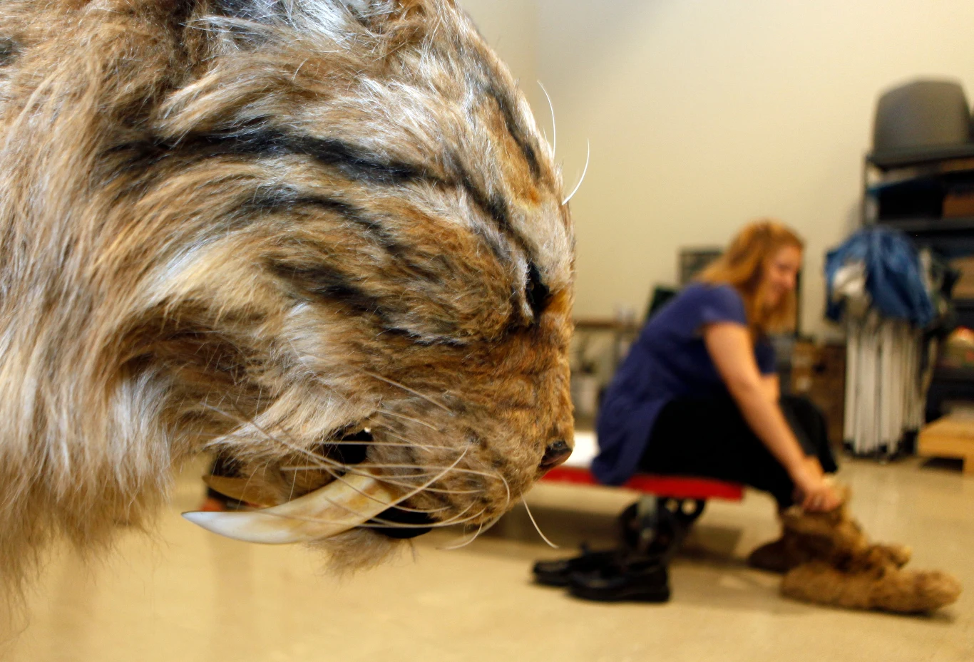 Tygrysy szablozębne takie jak smilodon były przedstawicielami fauny epoki lodowcowej Duża, realistyczna głowa tygrysa szablozębnego na pierwszym planie; w tle kobieta siedząca na czerwonej ławce, zakładająca futrzane buty, pomieszczenie przypomina zaplecze lub pracownię.